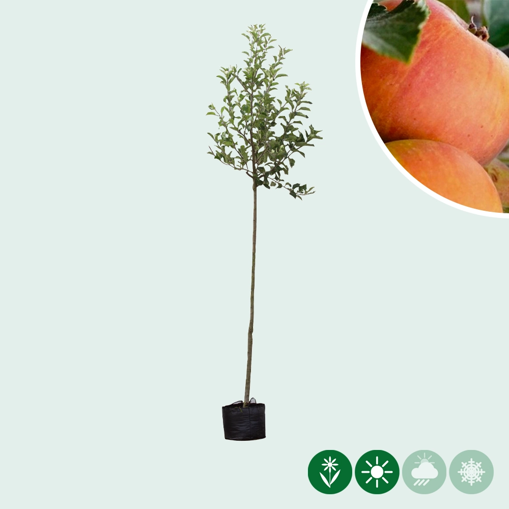 Apfelbäume 'Cox Orange Pippin'