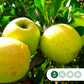 Apfelbäume 'Golden Delicious'