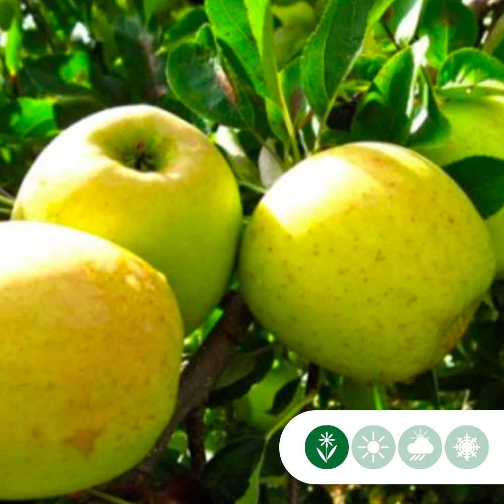 Apfelbäume 'Golden Delicious'