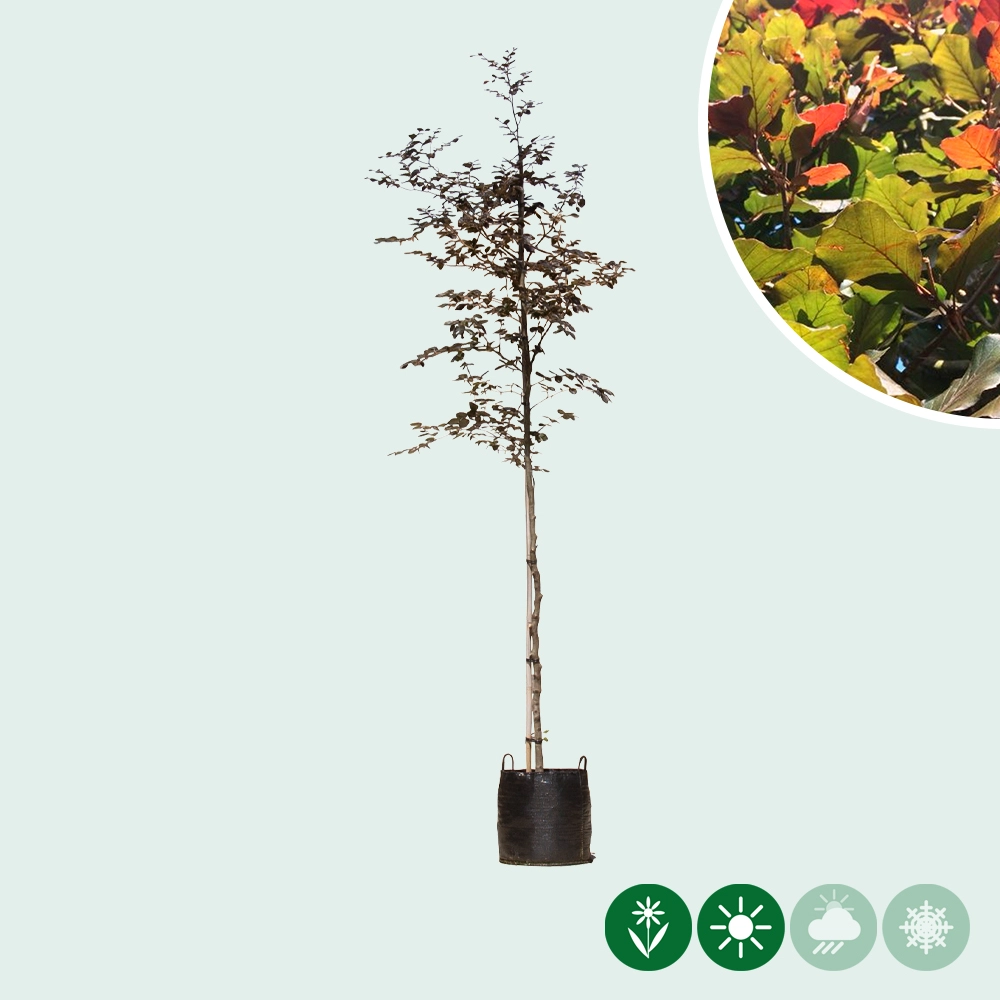 Blutbuche Baum