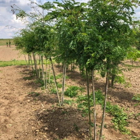 Dornenloser Lederhülsenbaum mehrstämmig