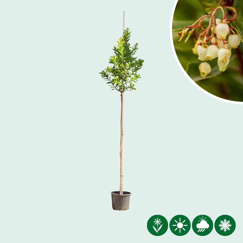 Erdbeerbaum