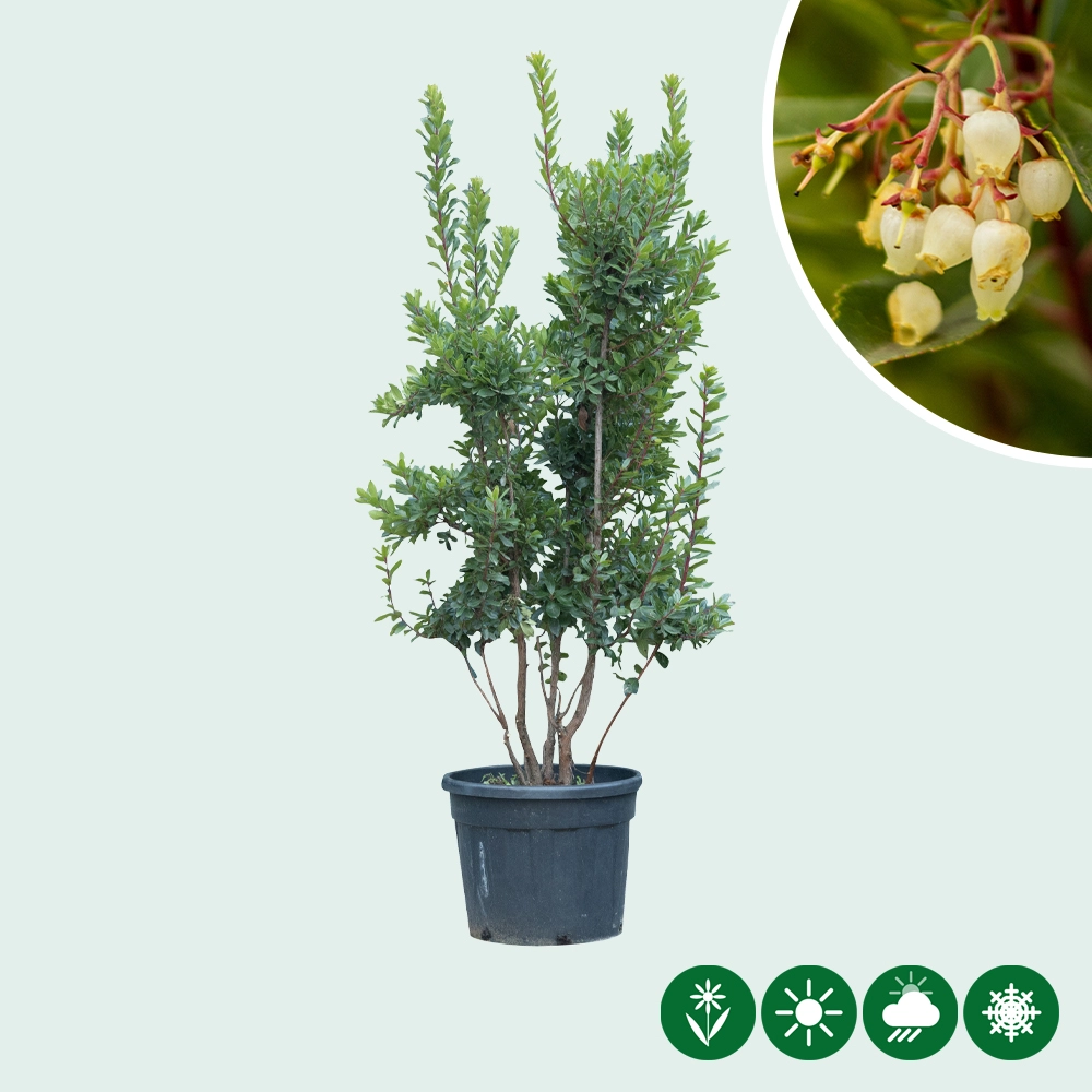 Erdbeerbaum mehrstämmig