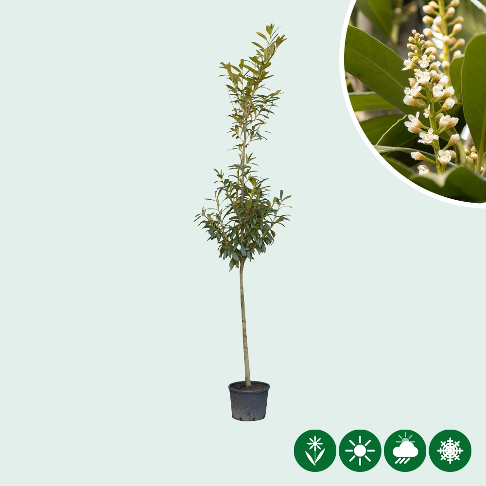Kirschlorbeer Baum