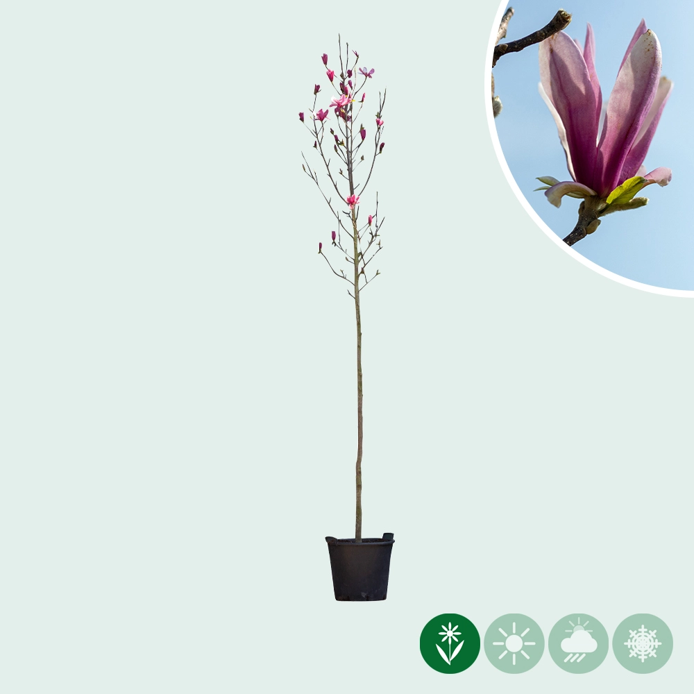 Magnolie 'Spectrum'
