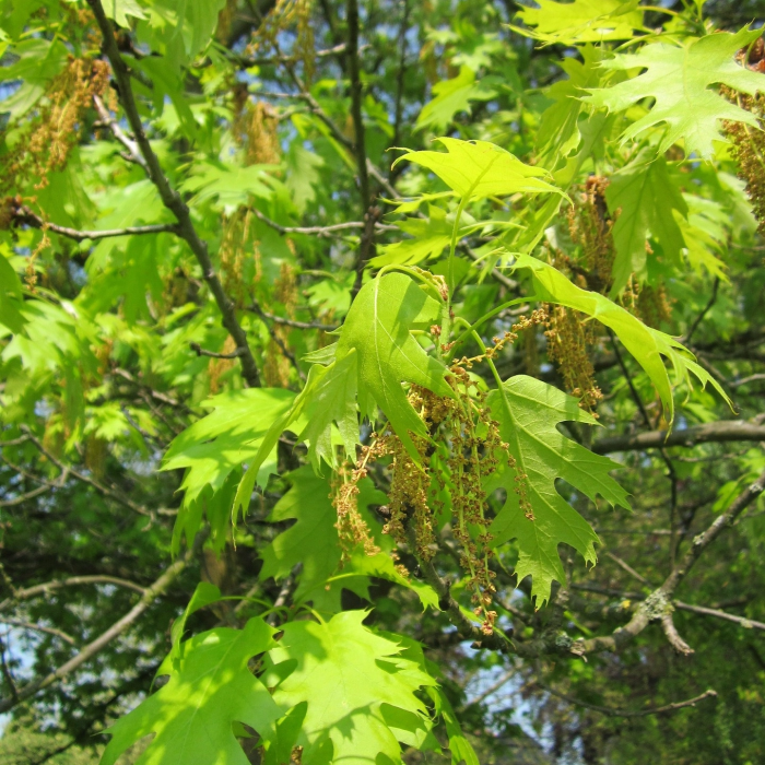 Scharlacheiche
