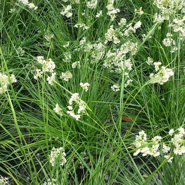 Schneemarbel