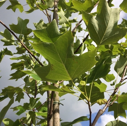 Tulpenbaum
