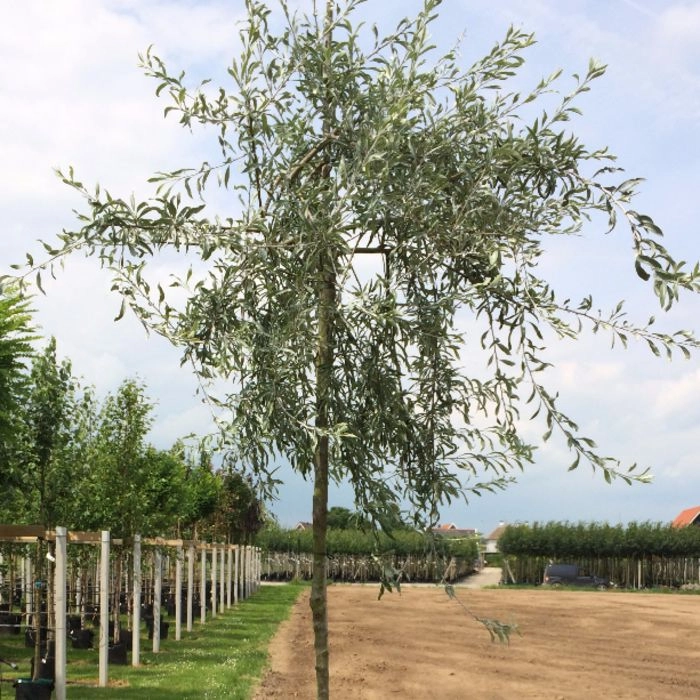 Weidenblättrige Hänge-Zierbirne