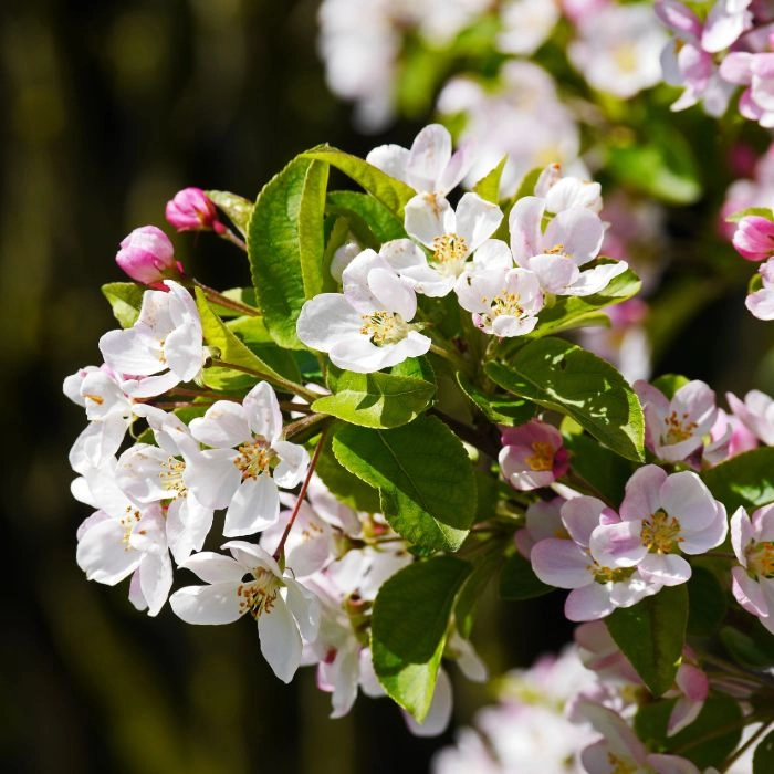 Zierapfel 'Evereste'