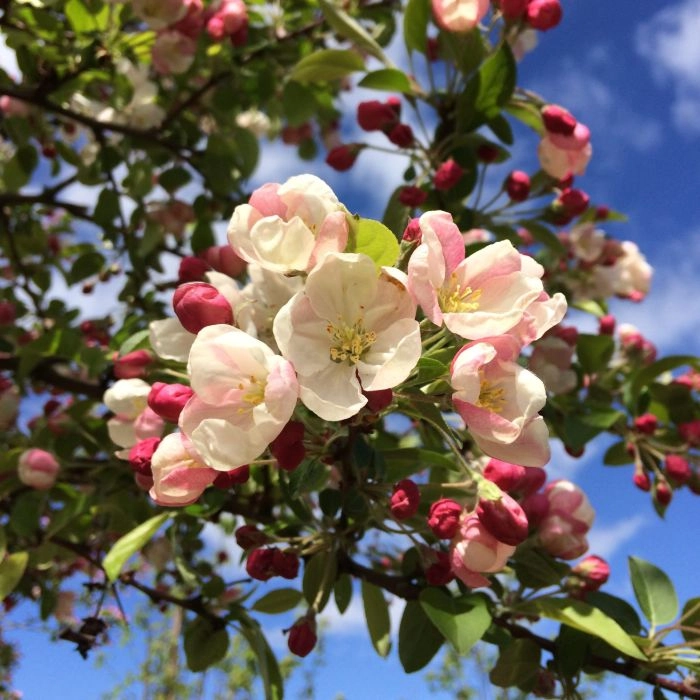 Zierapfel 'Evereste'