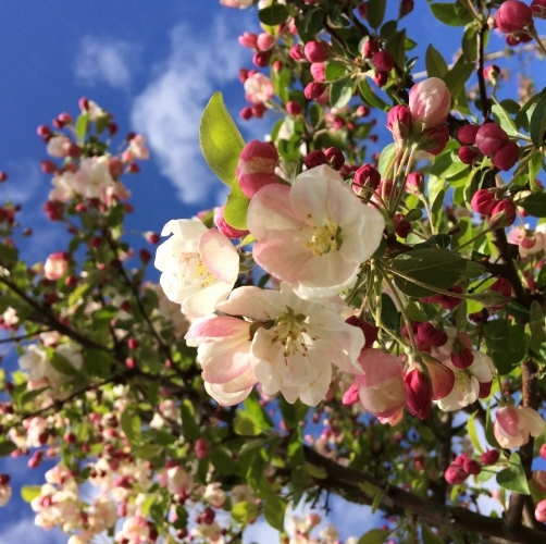 Zierapfel 'Floribunda'
