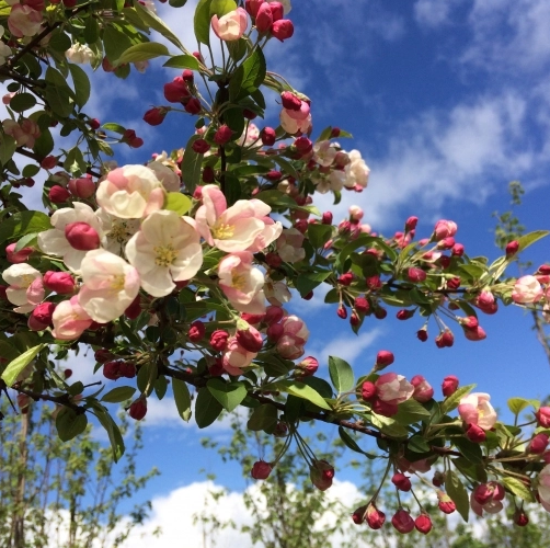 Zierapfel 'Floribunda'