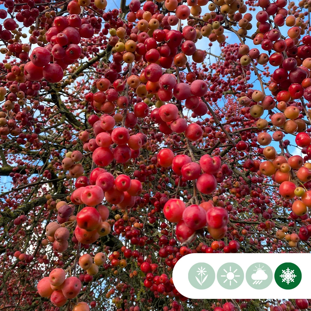 Zierapfel 'Red Sentinel'
