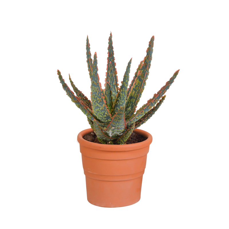 Aloe zebrina Dannyz im Terracotta-Topf 10,5 cm Ø