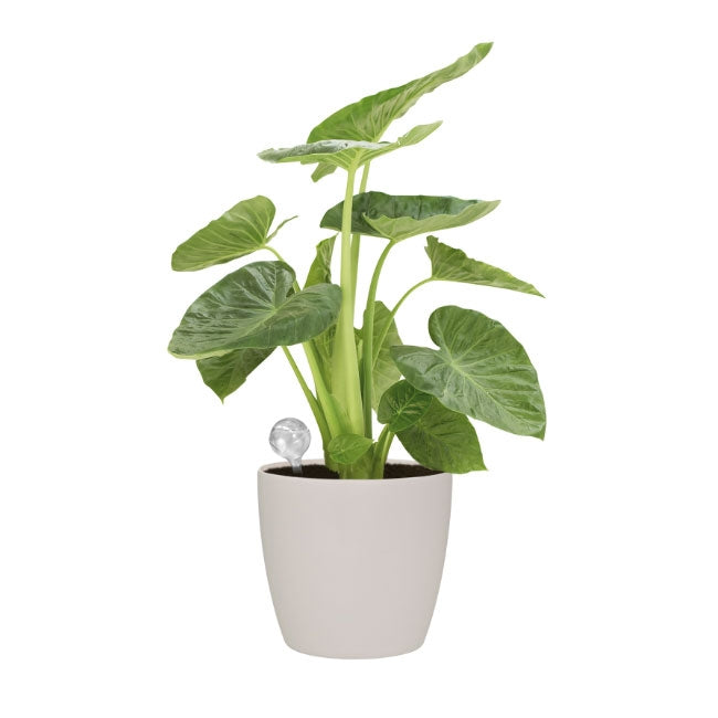 Elho Aqua Care