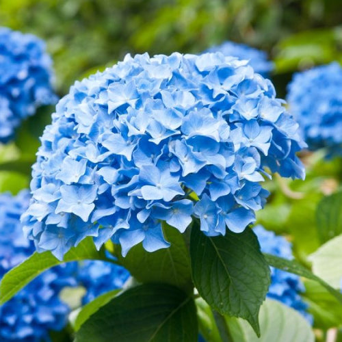 Bauernhortensie blau