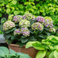Bauernhortensie 'Magical Amethyst'