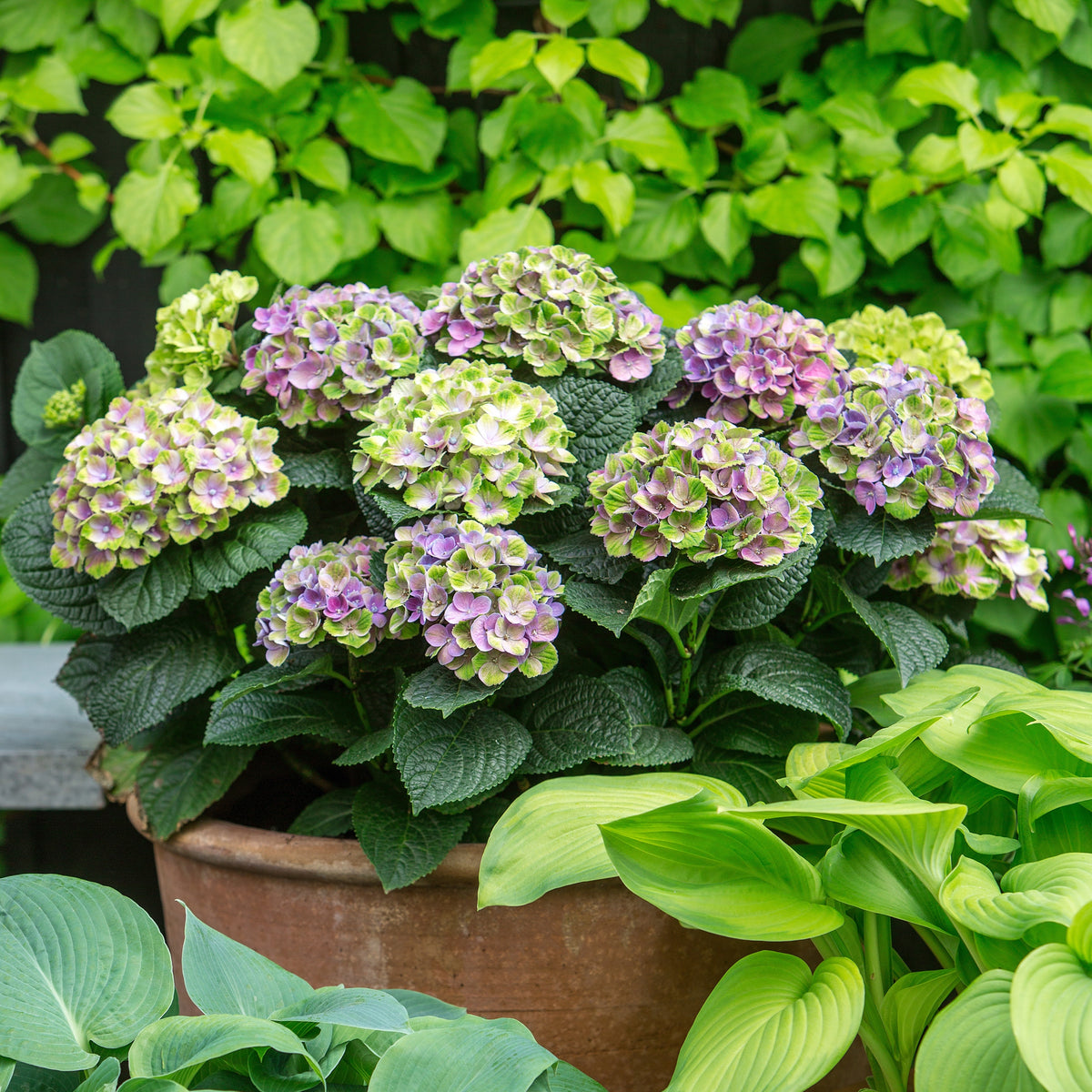 Bauernhortensie 'Magical Amethyst'