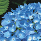 Bauernhortensie blau