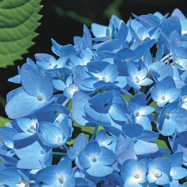 Bauernhortensie blau