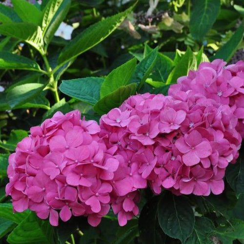 Bauernhortensie rosa