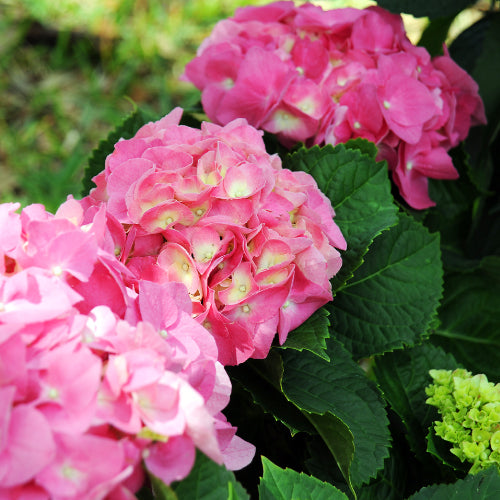 Bauernhortensie rosa