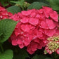 Bauernhortensie Rot