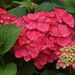 Bauernhortensie Rot