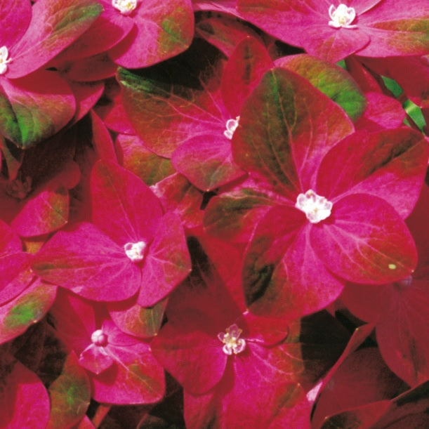 Bauernhortensie 'Magical Sapphire'