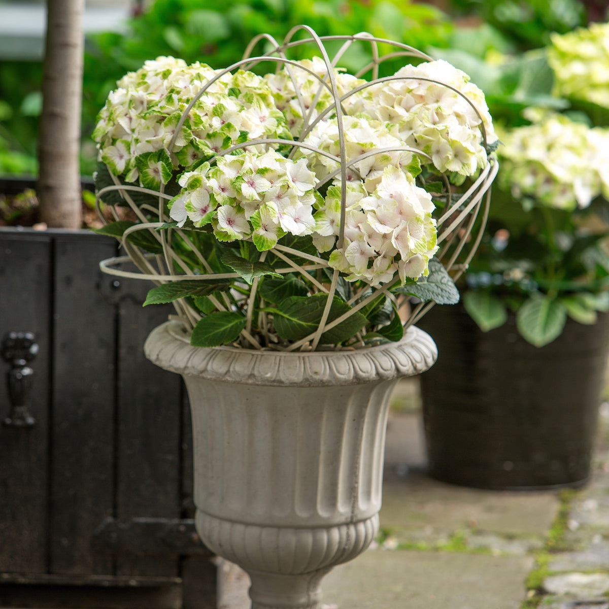Bauernhortensie 'Magical Noblesse'