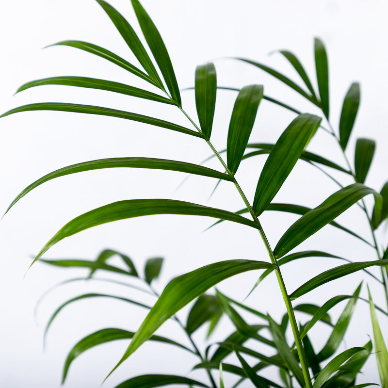 Bergpalme