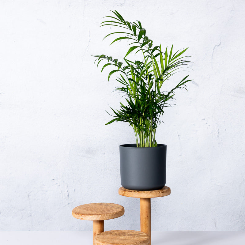 Bergpalme