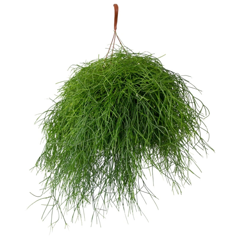 Binsenkaktus 'Oasis'