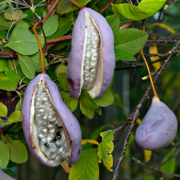 Blaugurkenwein