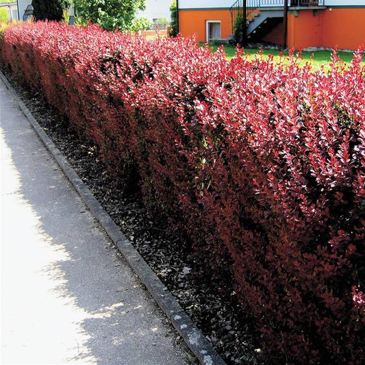 Blutberberitze