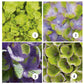 Bauernhortensie 'Magical Amethyst'