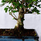 Bonsai 'Carmona' Kugelform