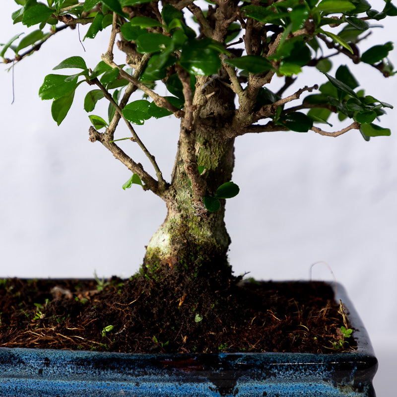 Bonsai 'Carmona' Kugelform