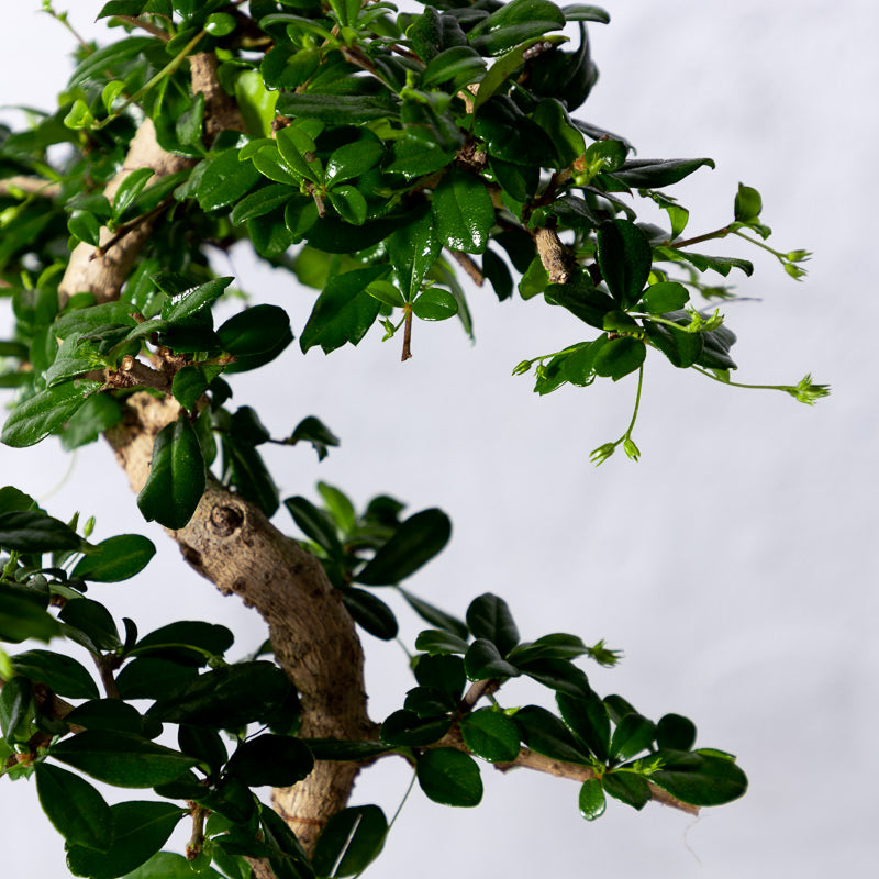 Bonsai 'Carmona' S-Form