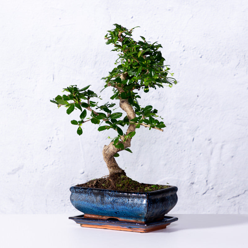 Bonsai 'Carmona' S-Form