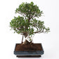Bonsai Ficus S-Form