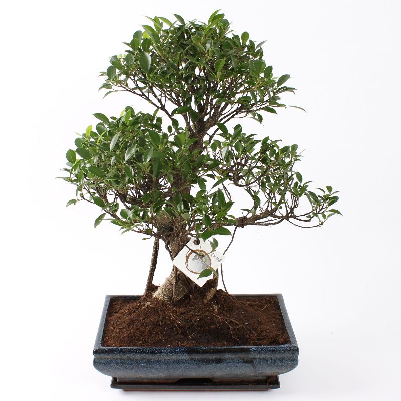 Bonsai Ficus S-Form