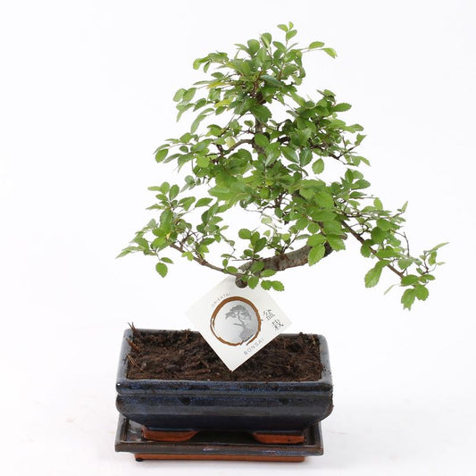 Bonsai 'Zelkova' S-Form