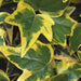 Gelbbunter Efeu ‘Goldchild’