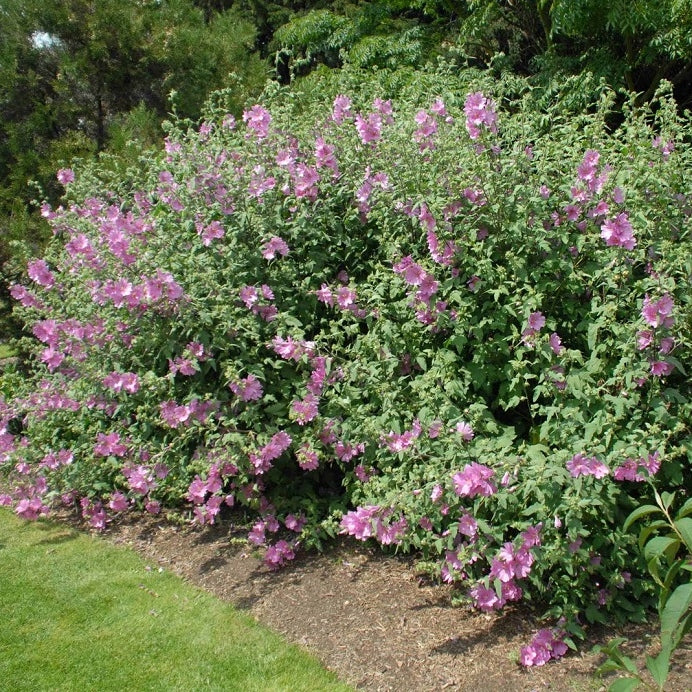 Buschmalve rosa