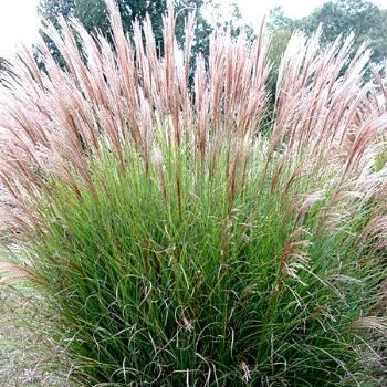 Chinaschilf 'Gracillimus'