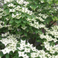 Chinesischer Blumen-Hartriegel 'Schmetterling'
