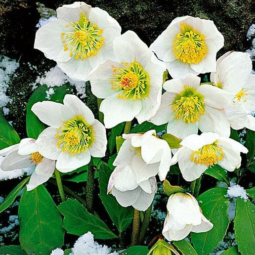 Christrose