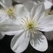 Clematis weiß immergrün